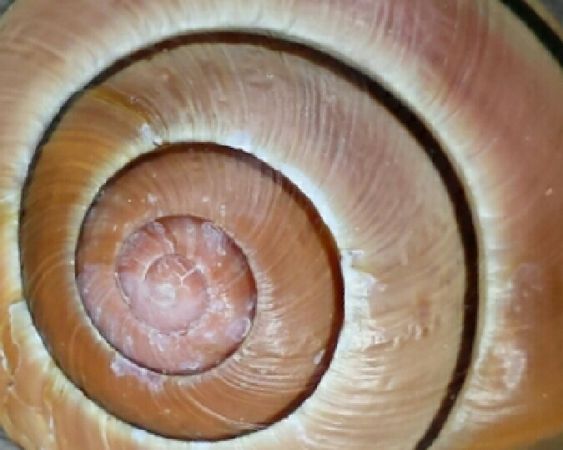 Cepaea hortensis - Mathieu Sannier (LPO Aqu)