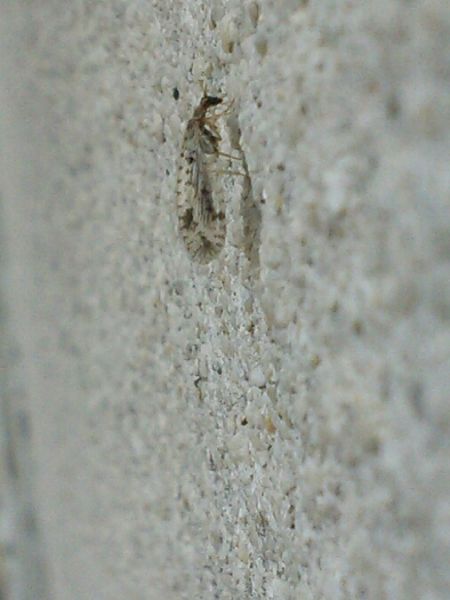 Micromus variegatus  - Christian Rust