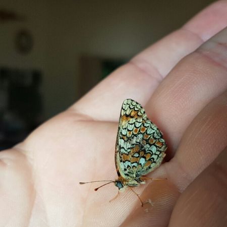 Mélitée des centaurées  - Melchior Viallet