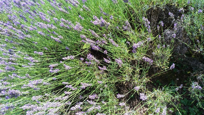 Citron  - Damien Charneau