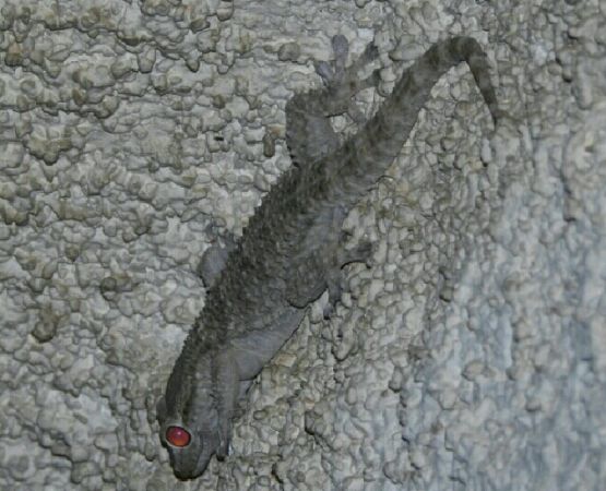 Tarente de Maurétanie  - Jean-Louis Ducasse