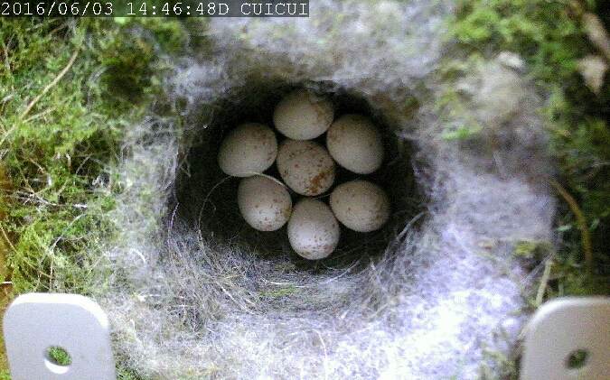 Mésange charbonnière  - Rol Tejmel