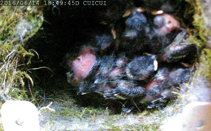 Mésange charbonnière  - Rol Tejmel