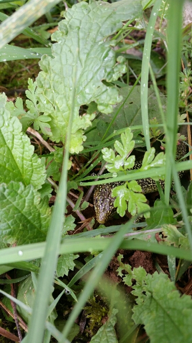 Lézard à deux raies (L. vert occidental)  - Nicolas Da Costa