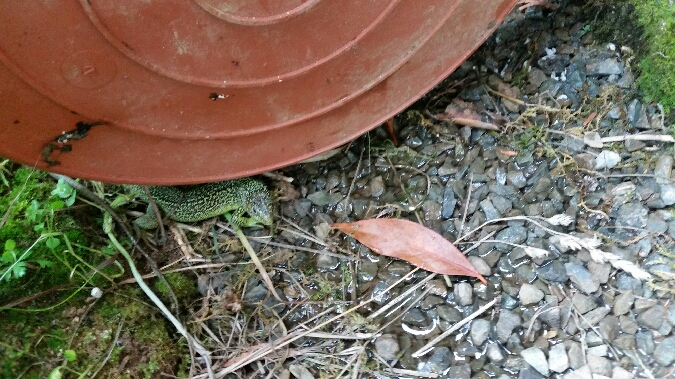 Lézard à deux raies (L. vert occidental)  - Nicolas Da Costa