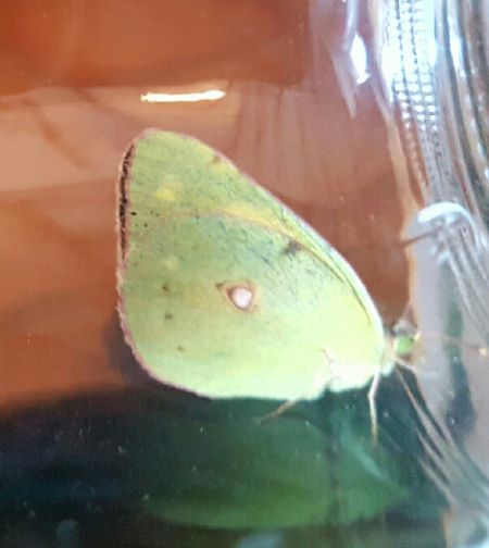 Souci  - Melchior Viallet