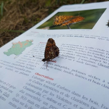 Petite Violette  - Melchior Viallet