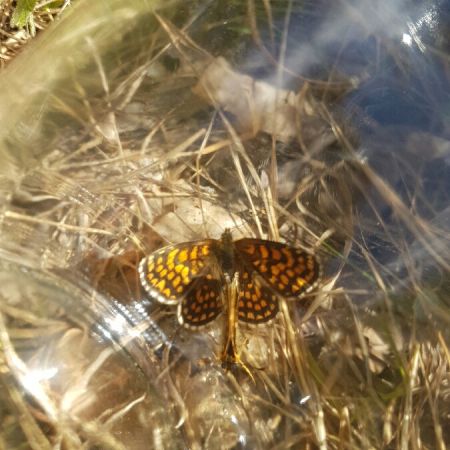 Mélitée des mélampyres  - Melchior Viallet