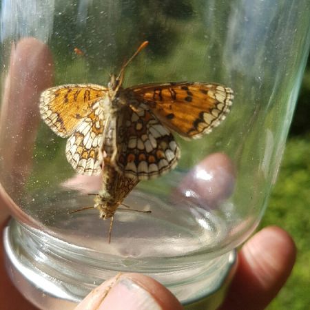 Mélitée des mélampyres  - Melchior Viallet