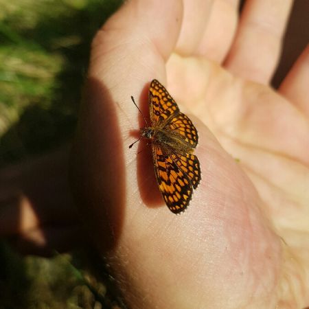 Mélitée des mélampyres  - Melchior Viallet
