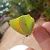 Citron de Provence  - Melchior Viallet