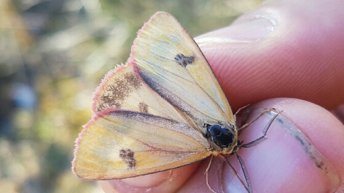 Bordure ensanglantée  - Melchior Viallet