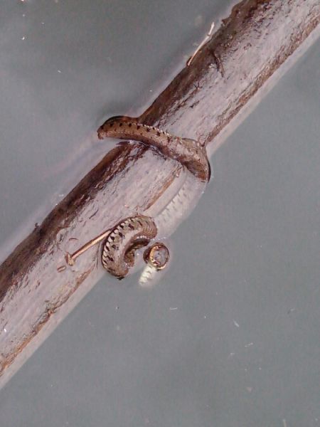 Couleuvre helvétique  - Jean-François Vissyrias