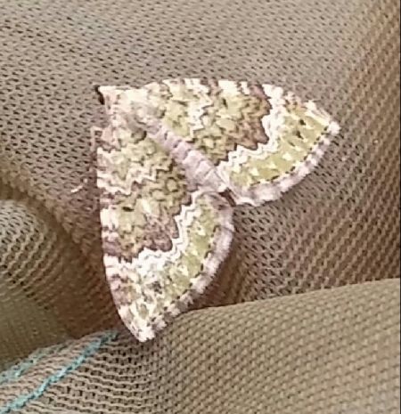 Colostygia olivata 