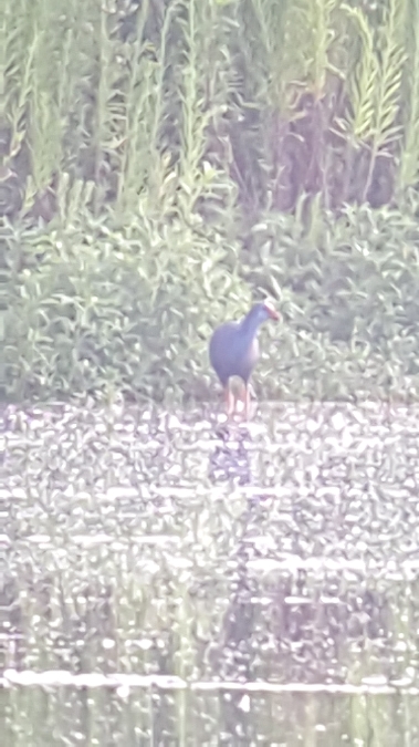 Western Swamphen  - Bertrand Lamothe