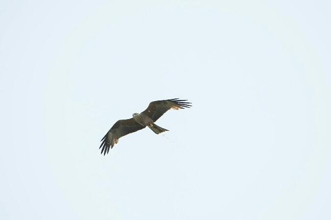 Black Kite 