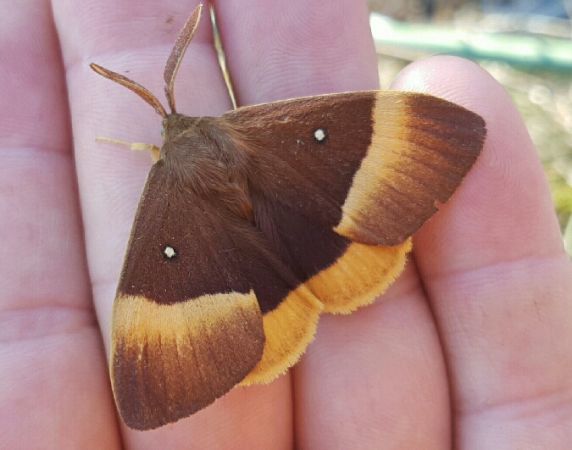 Bombyx du Chêne  - Melchior Viallet