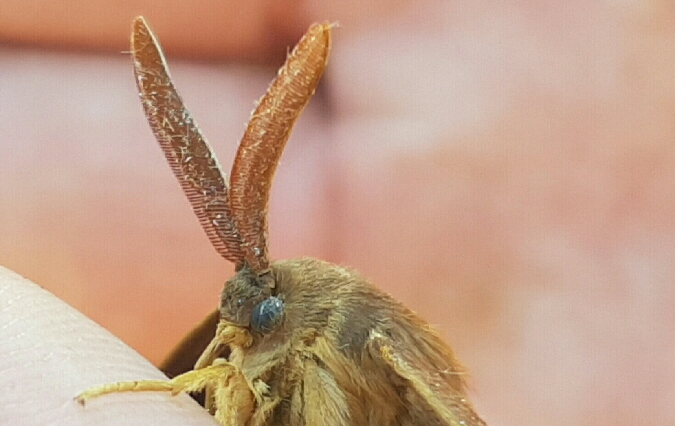 Bombyx du Chêne  - Melchior Viallet