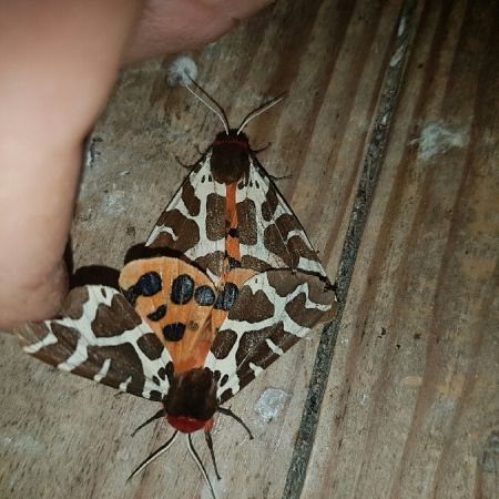 Ecaille martre  - Melchior Viallet