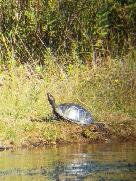 Trachémyde écrite (Tortue de Floride) 