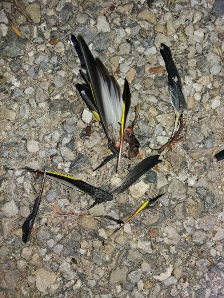 European Goldfinch  - Germain Poignant