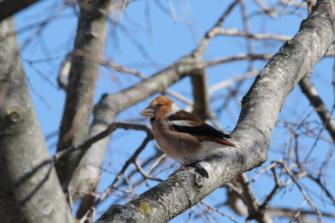 Hawfinch 