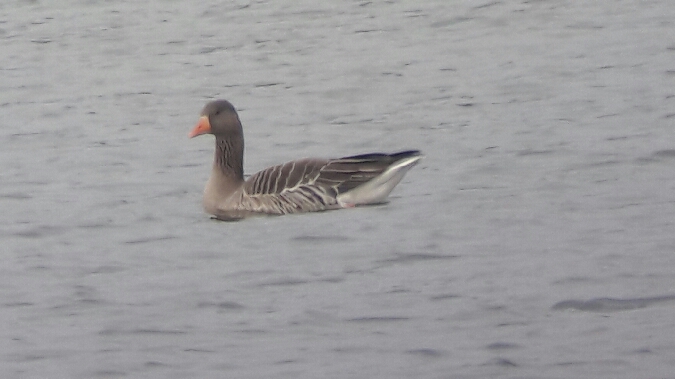Greylag Goose  - Didier Sallé
