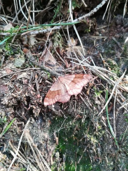 Plagodis pulveraria  - Thomas Lux