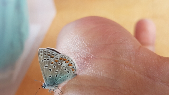 Azuré commun  - Melchior Viallet