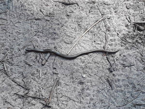 Orvet fragile  - Bénédicte Cojan