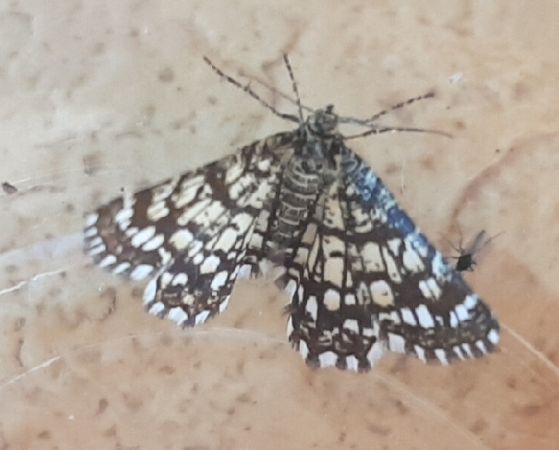 Réseau, Géomètre à barreaux  - Melchior Viallet