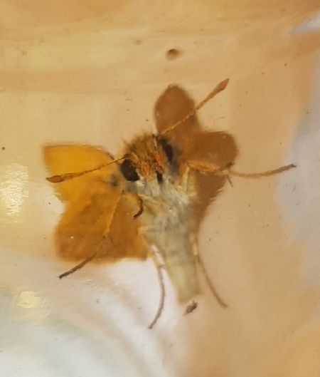 Hespérie de la houque  - Melchior Viallet