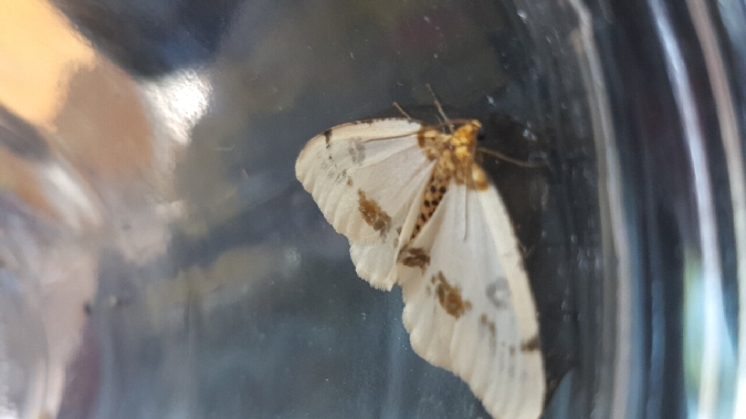 Abraxas pantaria  - Melchior Viallet