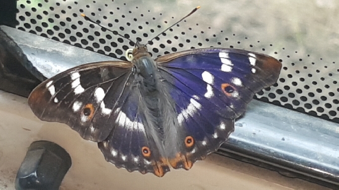 Petit Mars changeant  - Melchior Viallet