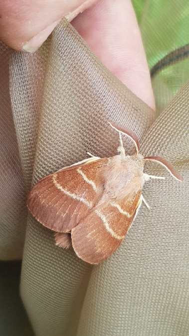 Bombyx de la Ronce  - Melchior Viallet