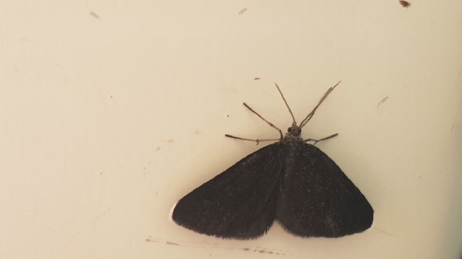 Ramoneur  - Melchior Viallet