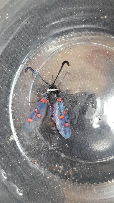 Zygène de la badasse  - Melchior Viallet