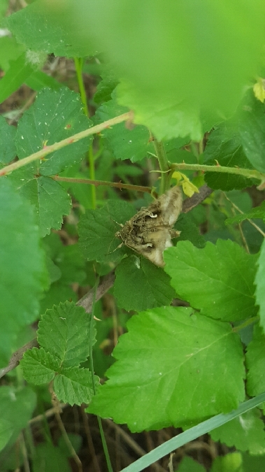 Gamma  - Melchior Viallet