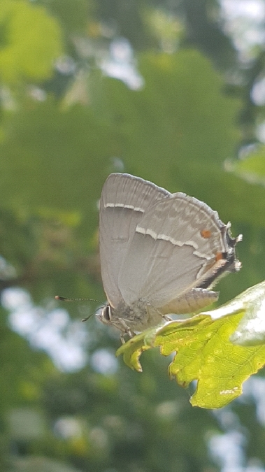 Thécla du chêne  - Melchior Viallet