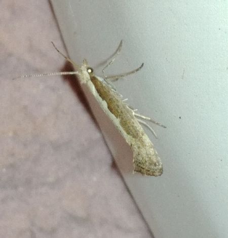 Plutella xylostella 
