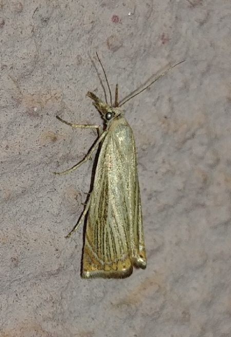 Crambus des jardins 
