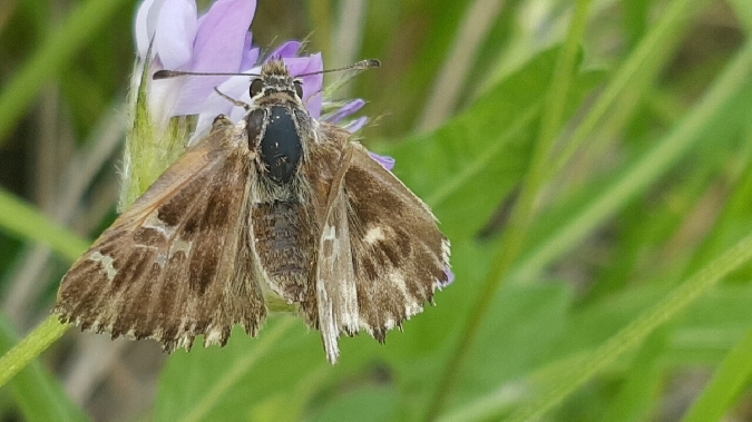 Tufted Marbled Skipper  - Melchior Viallet