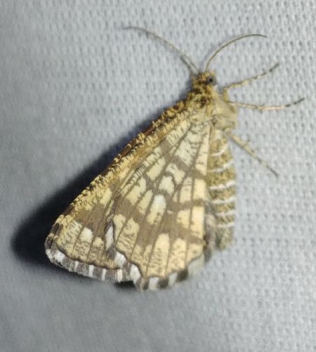 Chiasmia clathrata 