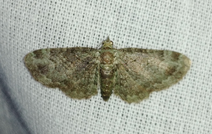 Eupithécie rectangulaire 