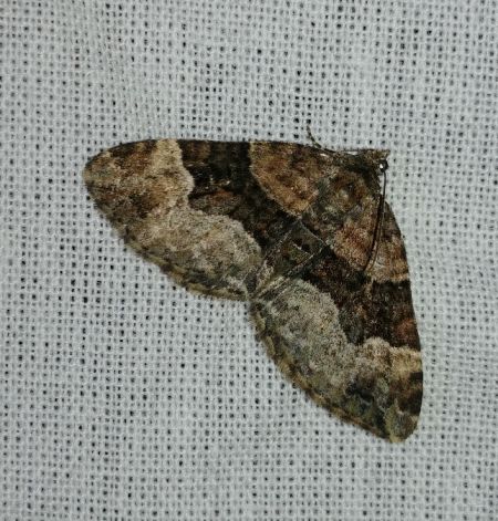 Xanthorhoe biriviata 