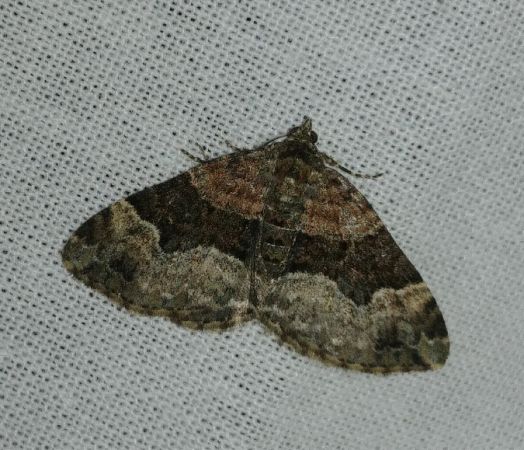 Xanthorhoe biriviata 