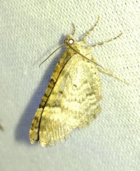 Xanthorhoe biriviata 