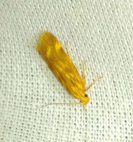 Mirificarma flavella 