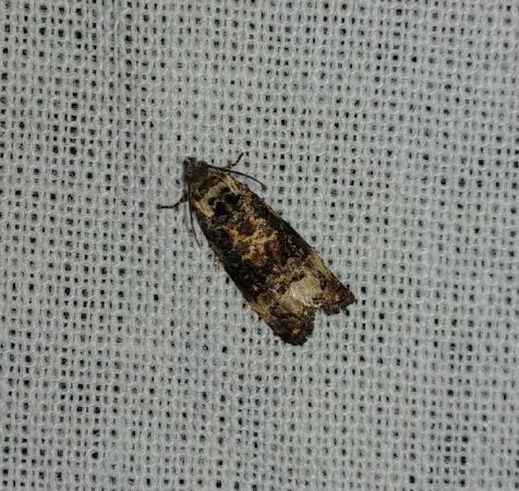 Endothenia sp. 
