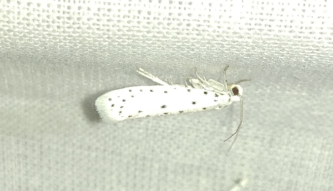 Yponomeuta sp. 